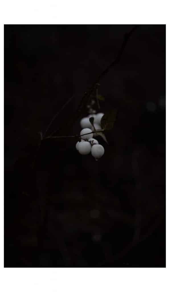 Testbild mit dem 50mm f2.8 von Edixa