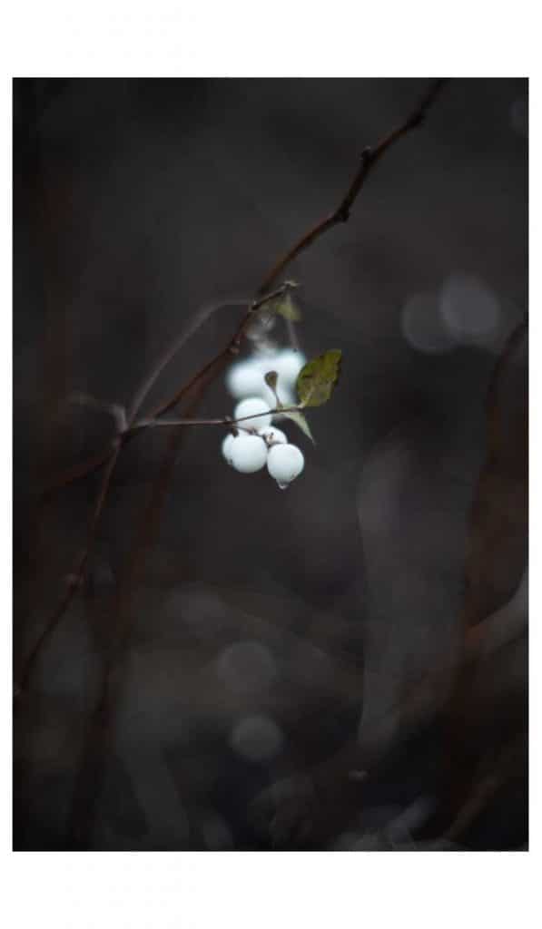 Testbild mit dem 55 mm f1.2 von Porst