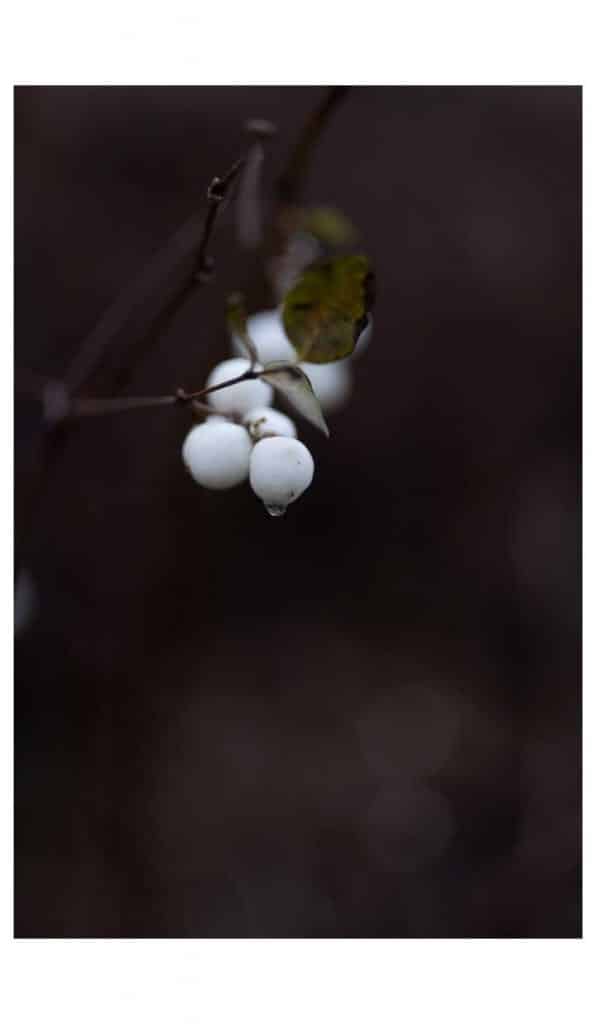 Testbild mit dem 50mm f1.4 von Sigma