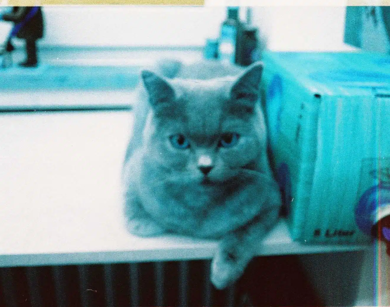 Eine verfärbte Katze, die in die Kamera schaut