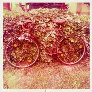 Ein altes Fahrrad vor einem Busch in Sepia-Farben